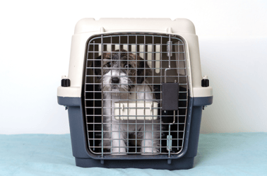 The Best Airline Approved Travel Carriers for Cats and Dogs